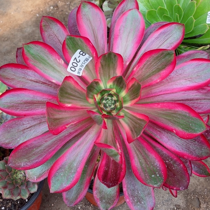 200红膜女多肉123456