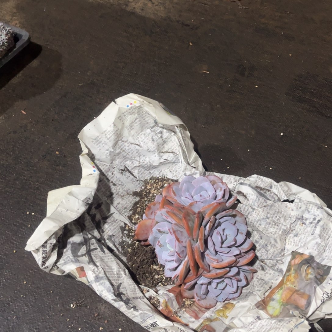 李***肉奶茶啊哈一物一拍