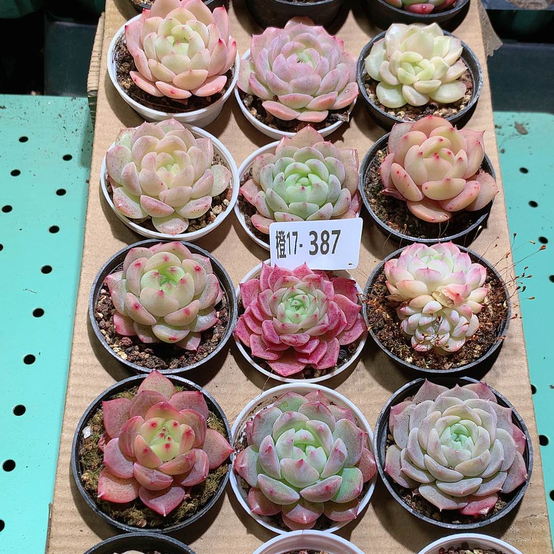 17-387一物一拍带盆18颗