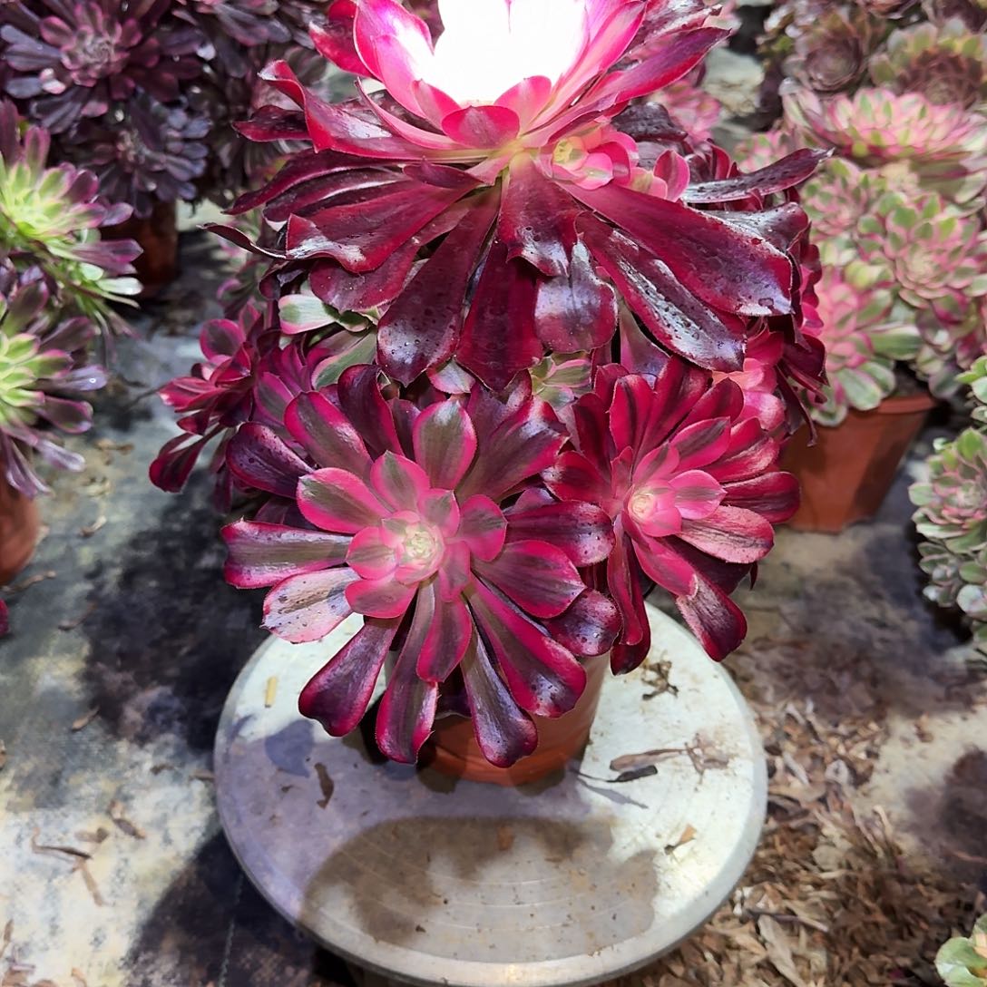 多肉植物美杜莎135