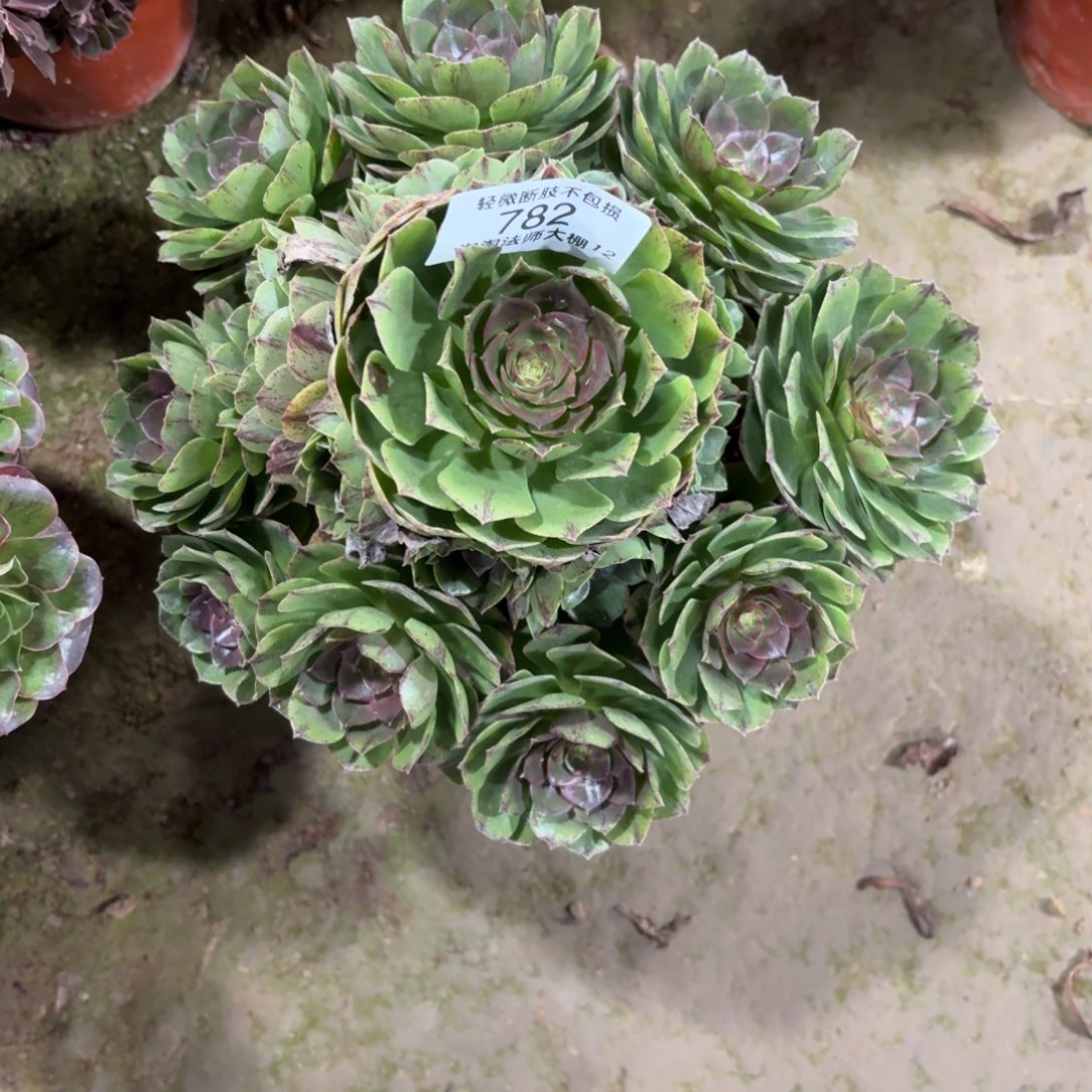 782万拉丝多肉植物法师