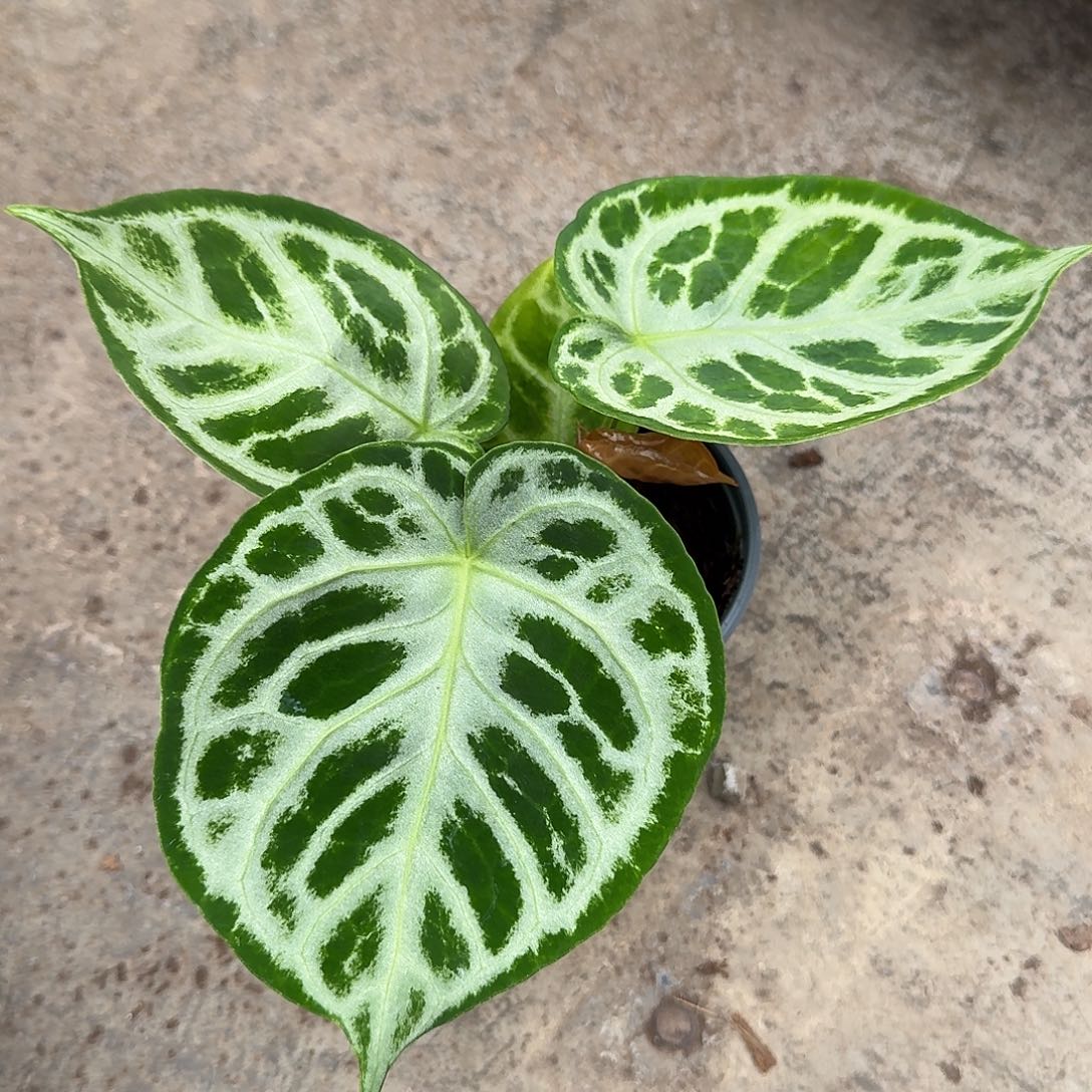 完全开放Ｘ122铜锣烧