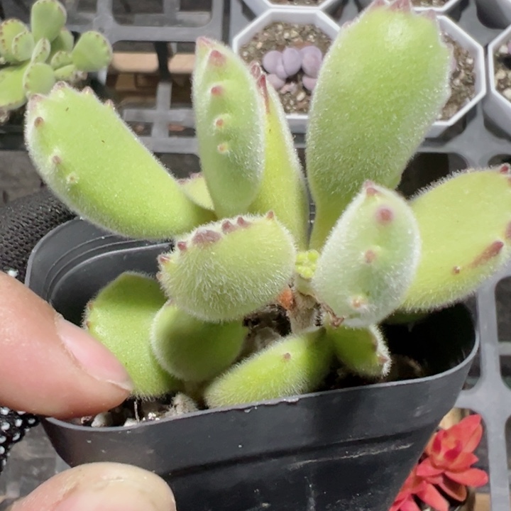 熊童子精品多肉植物