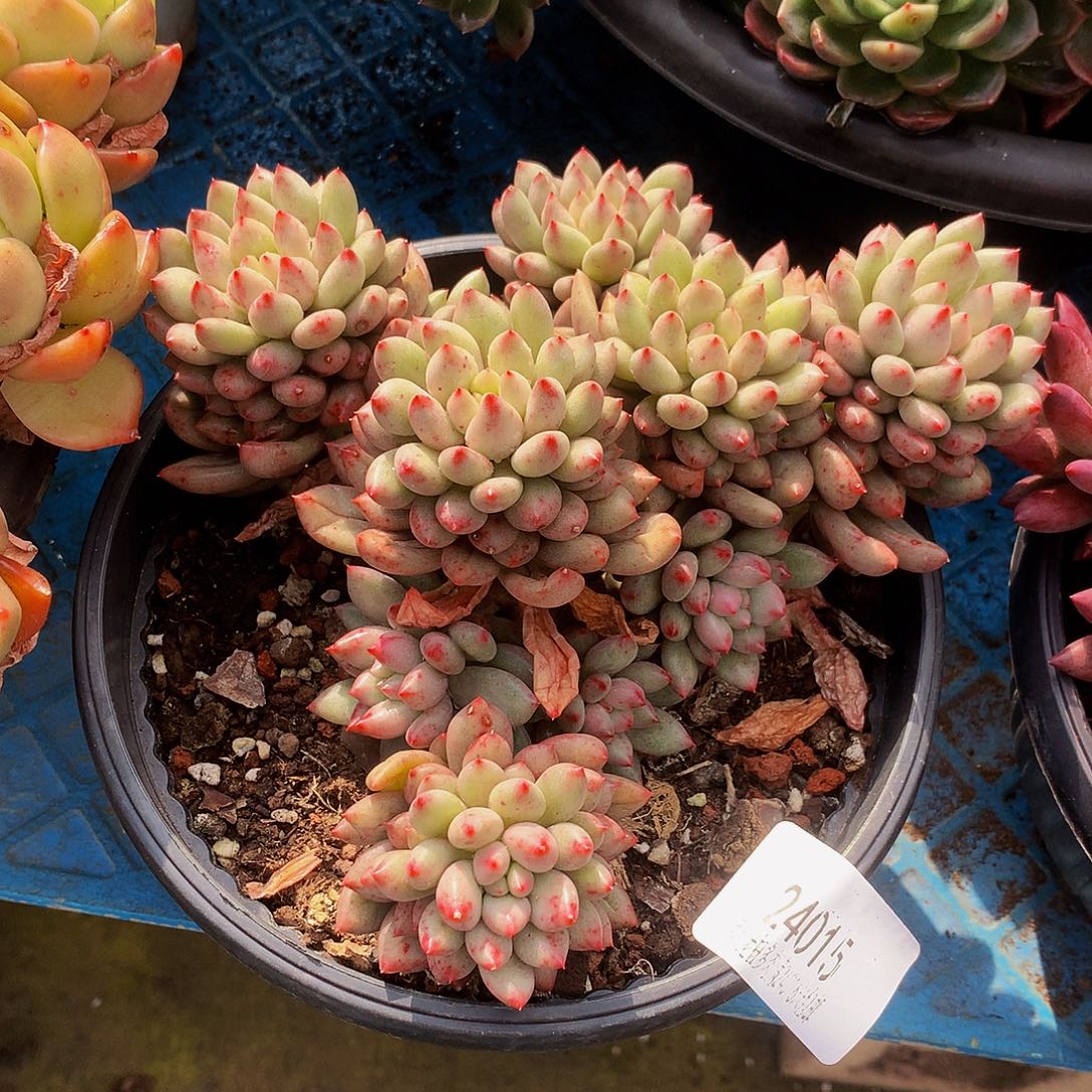 小***风岩字24015吨肉多肉