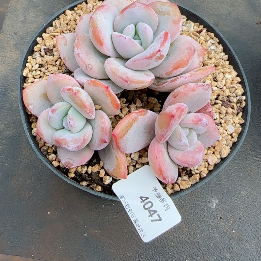 l****旬奶茶，4047多肉植物