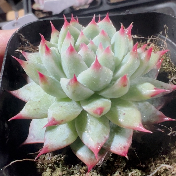 梦瑶精品多肉植物大战