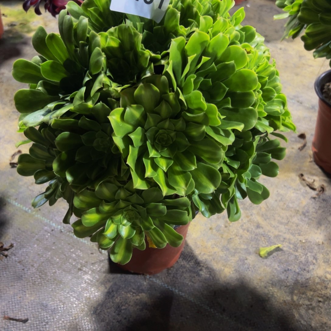 月***子法师多肉翡翠琉璃131