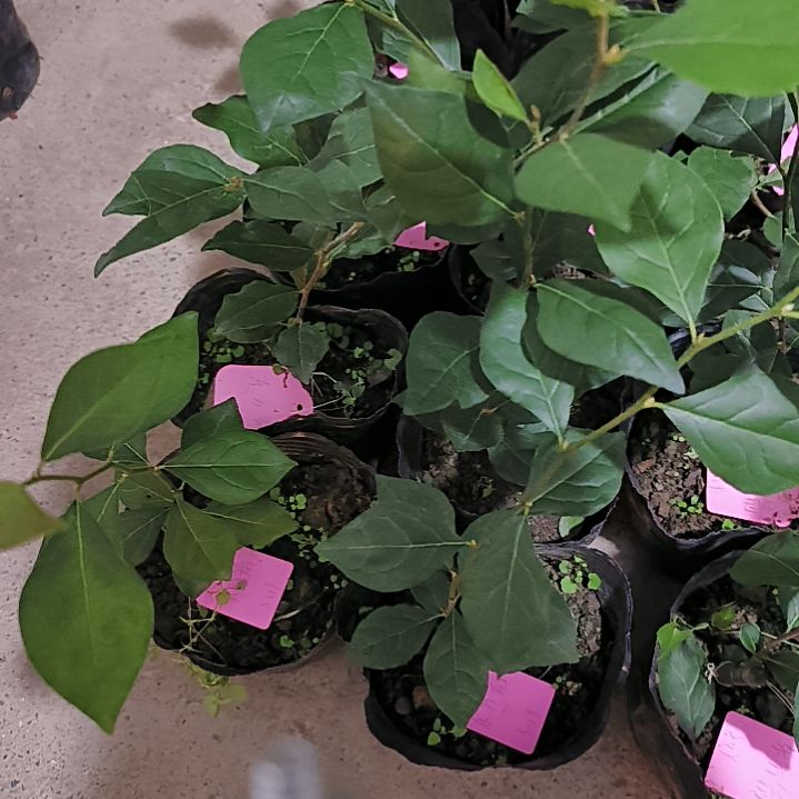 无花朵东方箭38.8金弹子嫁接苗