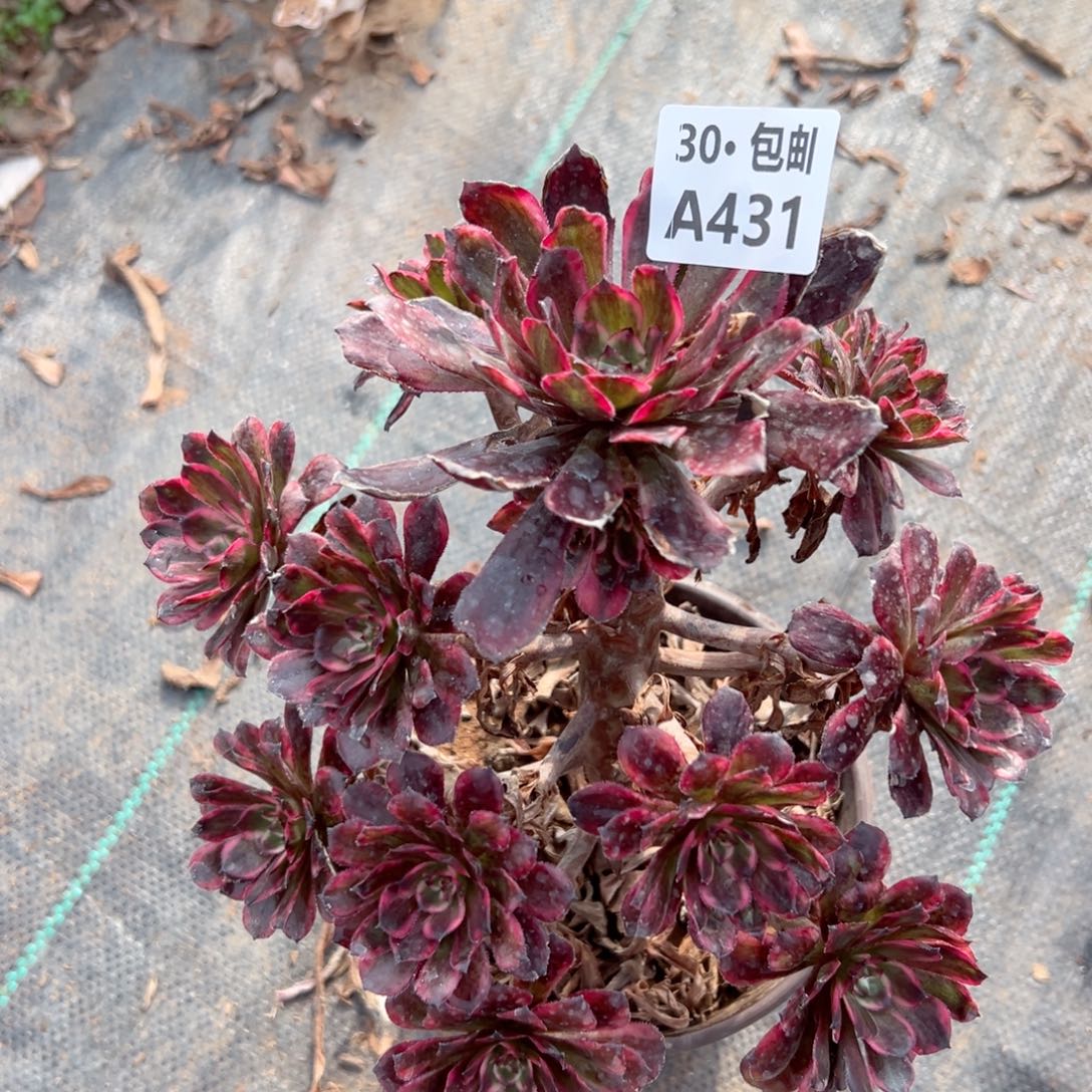 431 多肉法师断枝不包