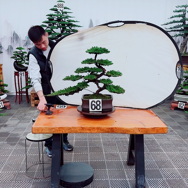 兰***馨无花朵松柏盆景，一物一拍