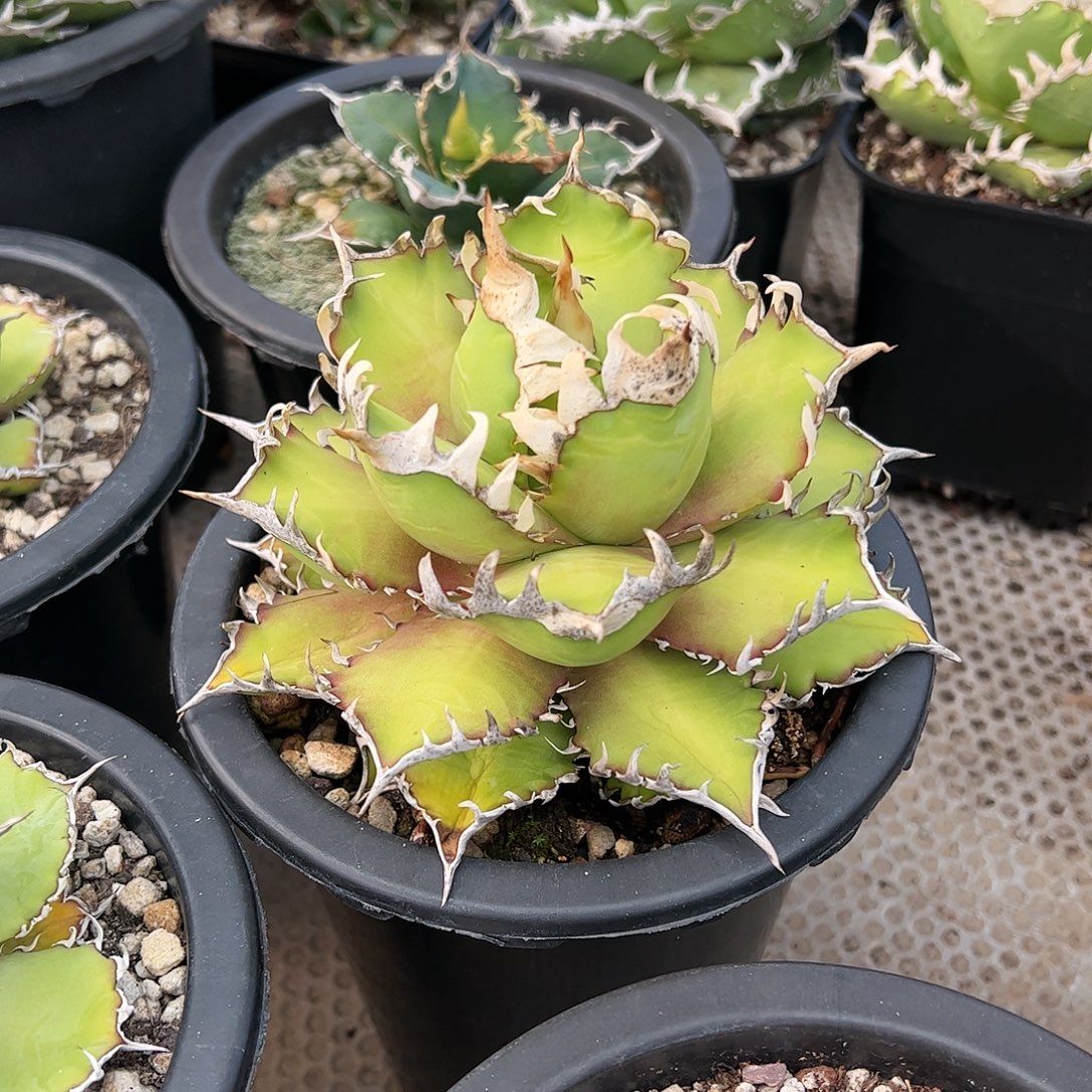 ^***天红猫龙舌兰仁王冠