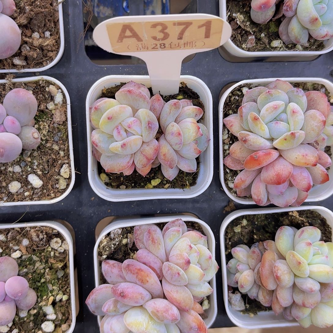 M***oA371橙子石化一物语拍