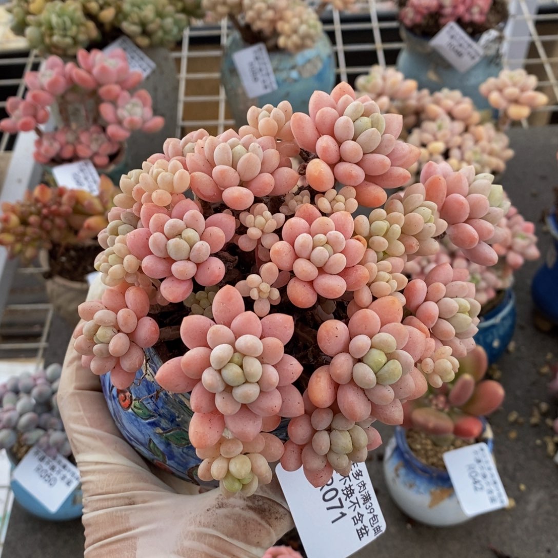 鱼子酱071/10cm的肉