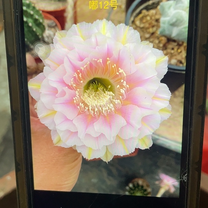 嘟12号5公分以上一代带根球