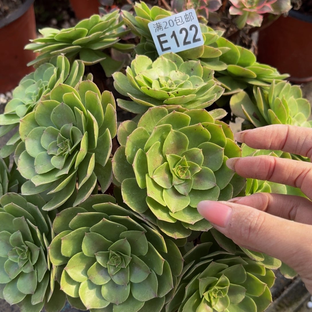 122多肉植物捧花的@
