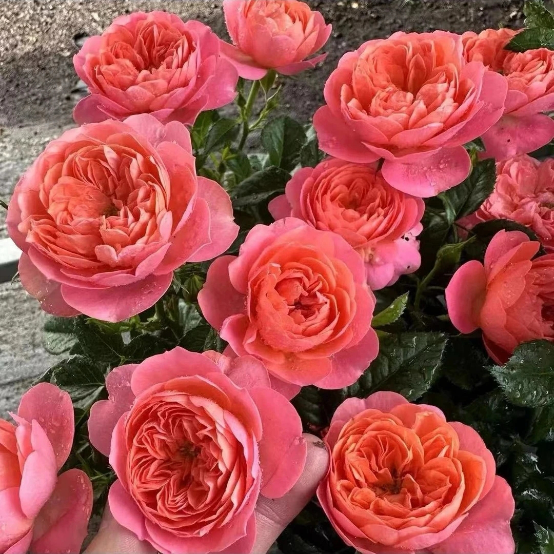 月季棒棒糖盆栽带花苞阳台花卉观花植物种植植株