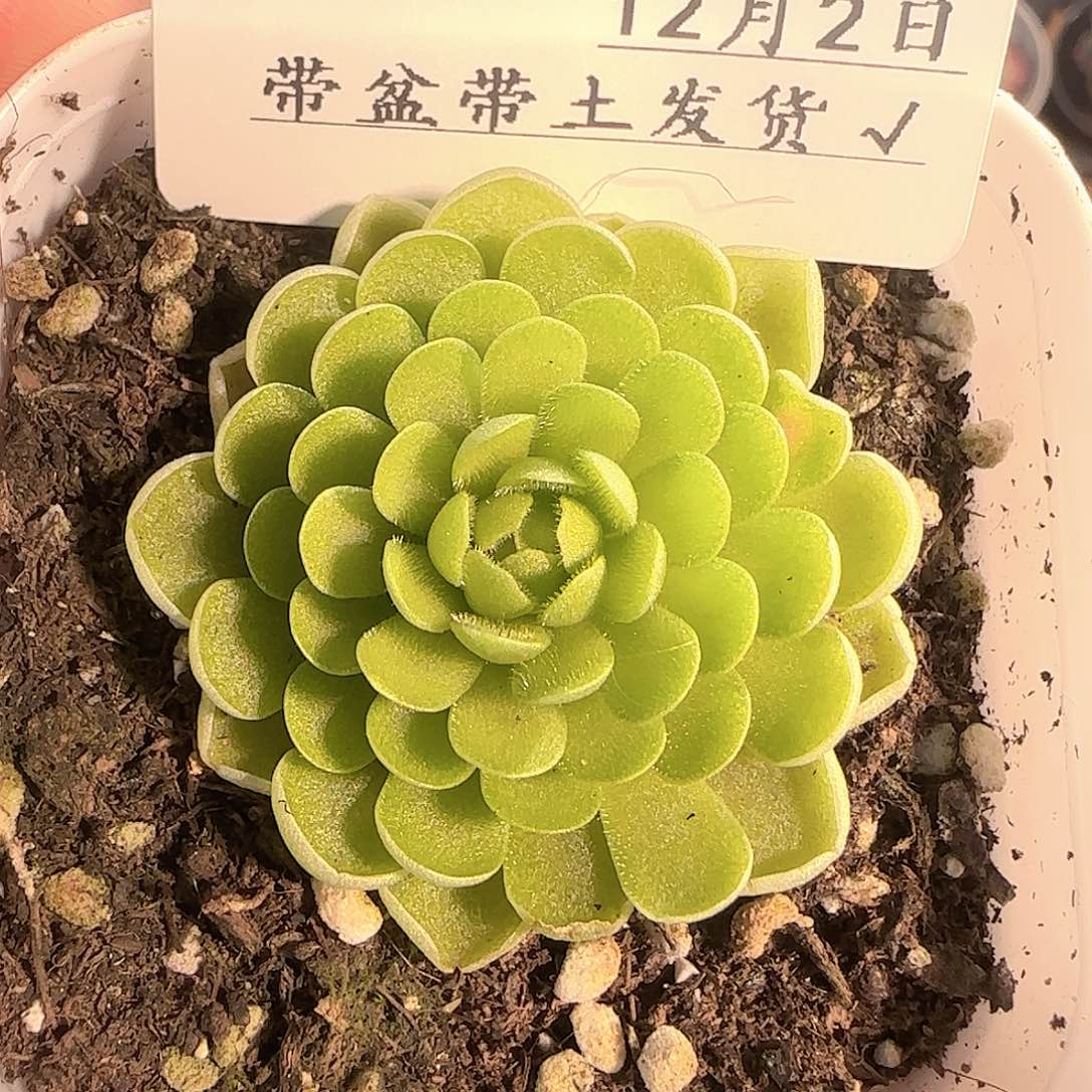 多肉1202-145捕虫堇