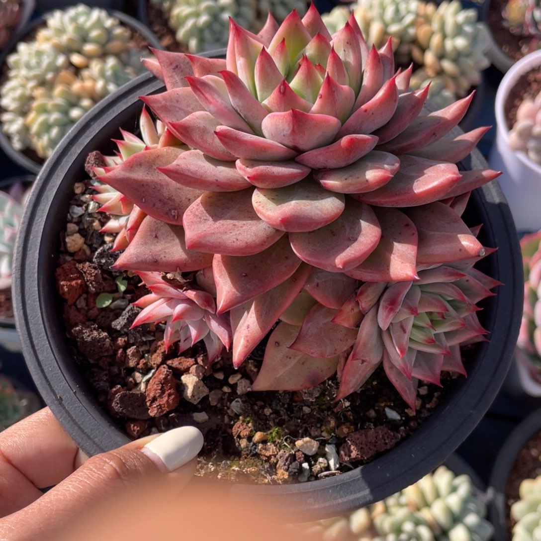 多肉植物盆栽多肉