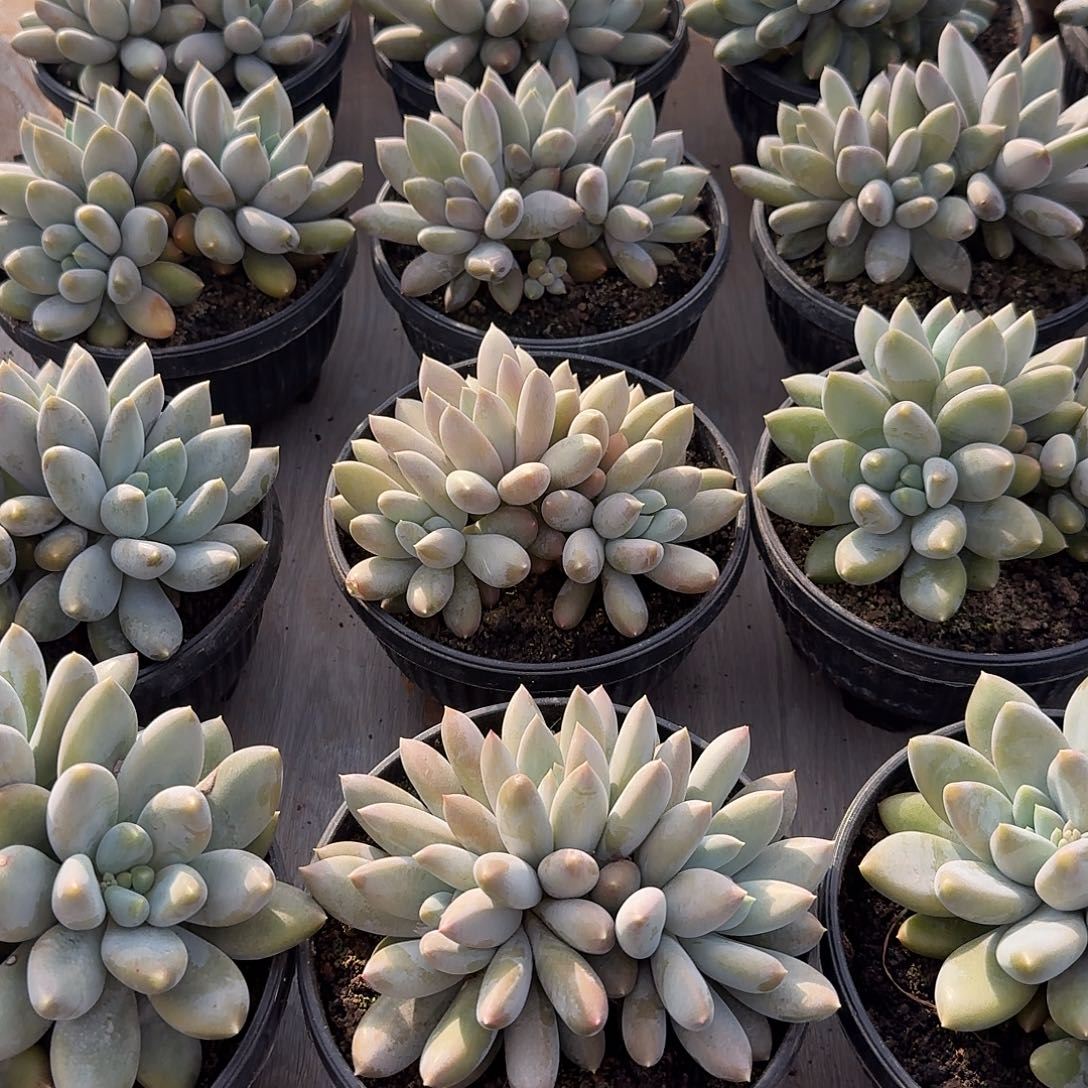 黄胖体哥特萝莉整无砍群生