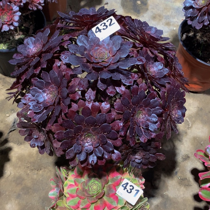 *****无花朵黑铜432 431000000