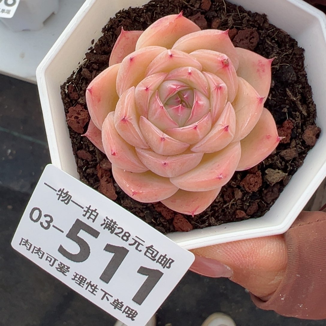 孤星多肉多肉多肉多肉