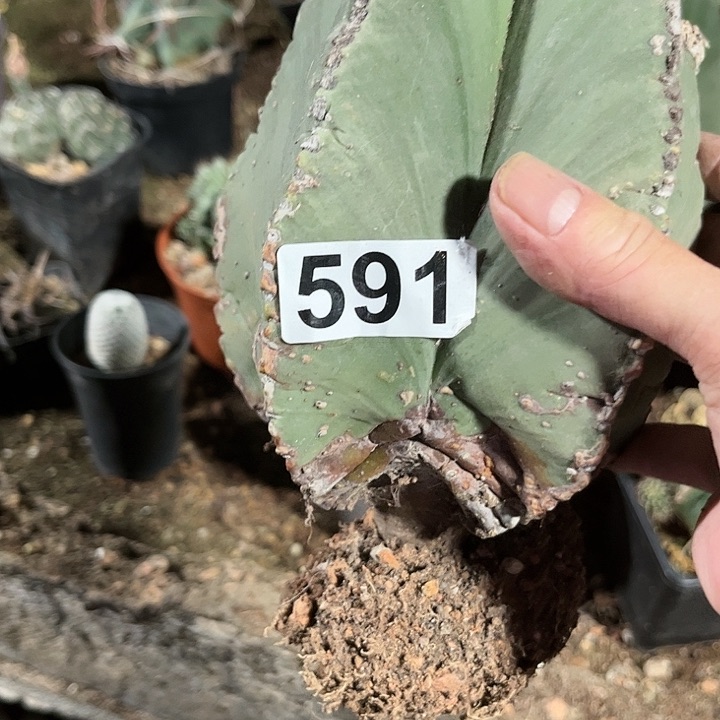 全部花朵雨**瑰11111111111111