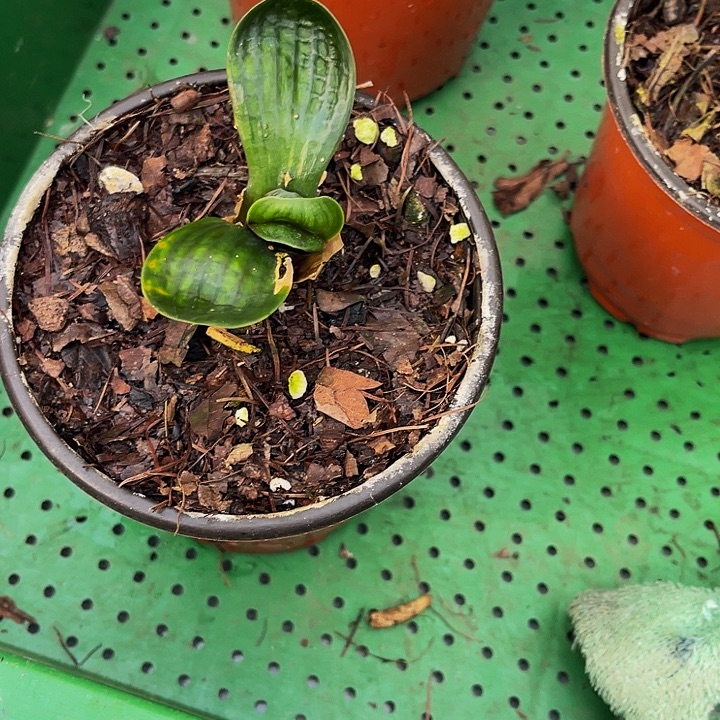 完全开放油麻娃娃