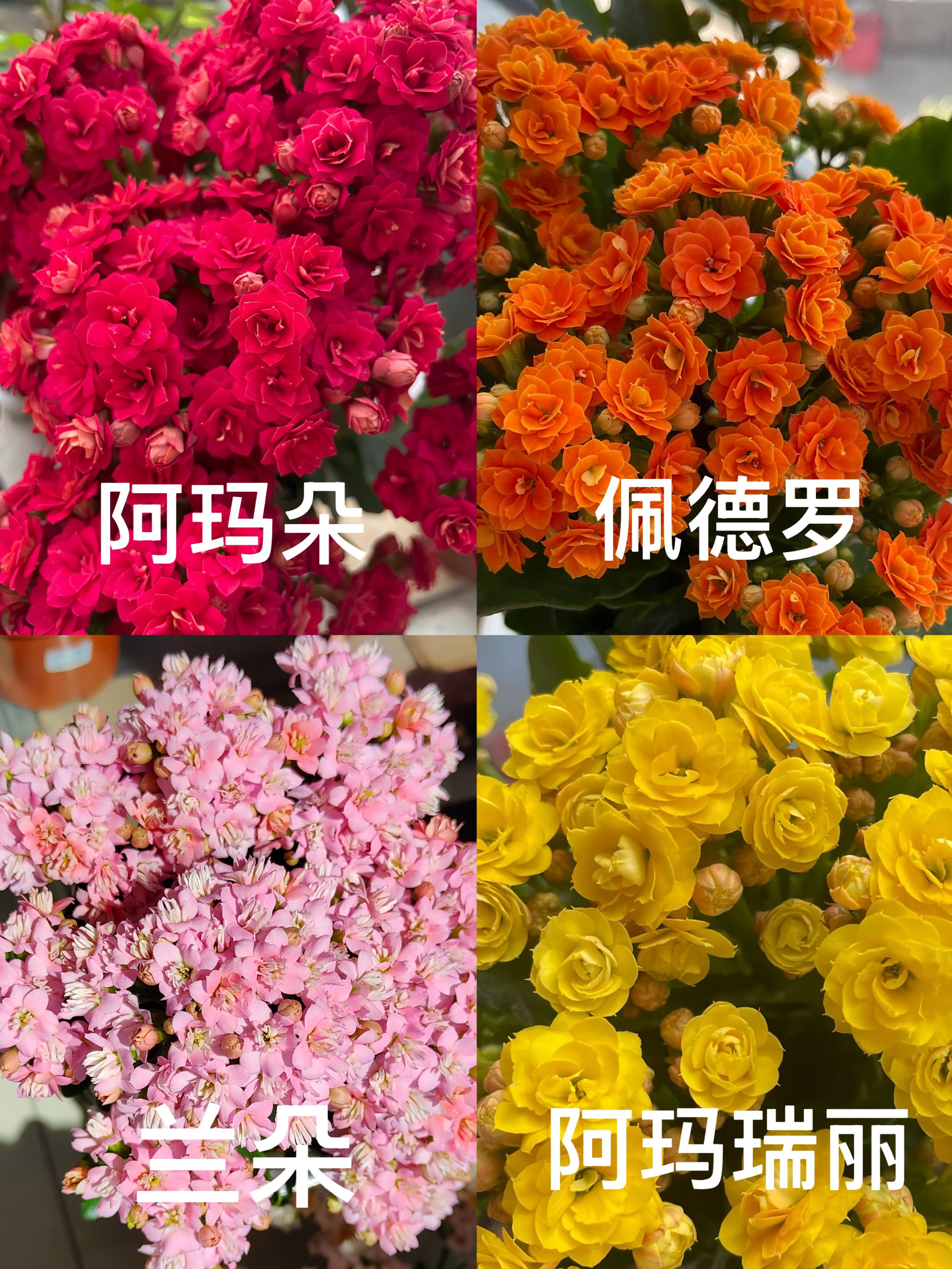 【暖调四叙组合 】长寿花4盆装 耐养活 室内办公客厅阳台盆栽