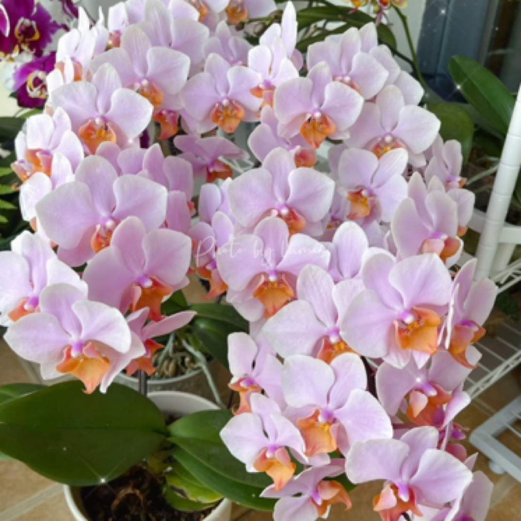 蝴蝶兰家用室内抖音安祖网红品种[图尔砍]2.8刚升杯阮迪慧绿植