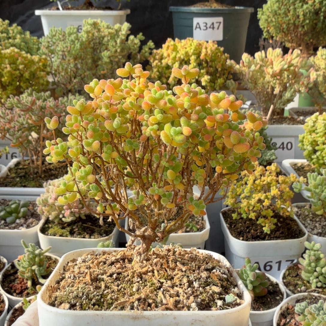 A628蜜橘糖球枝干