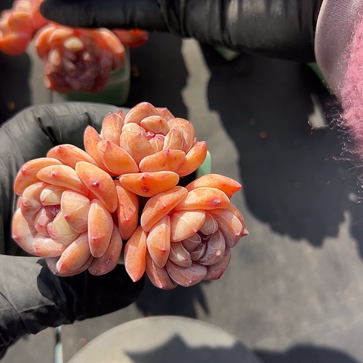 3220，三头冰玉带绿色方盆发