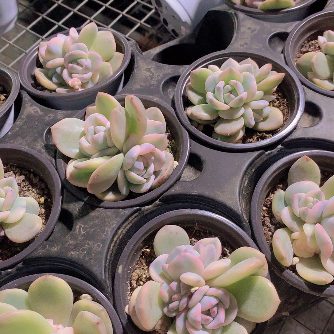 双头梦露锦24456788899