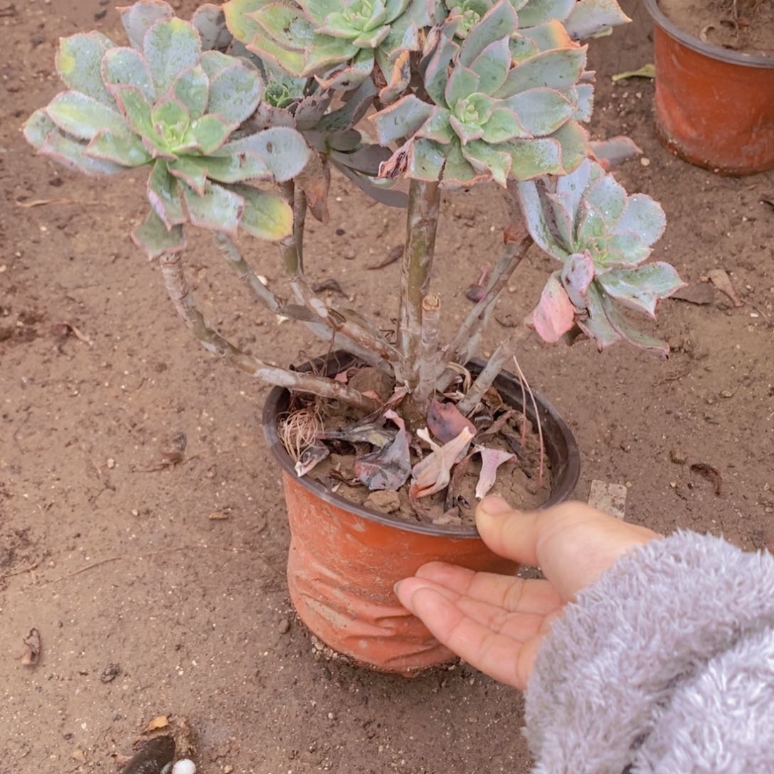 1555 号一物一拍多肉植物