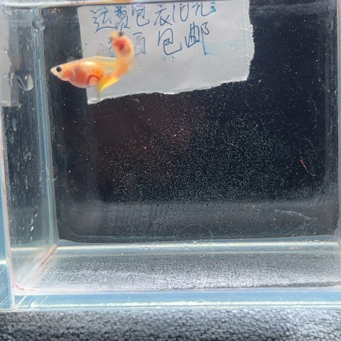 孔雀鱼黄金玻璃猫比较1111