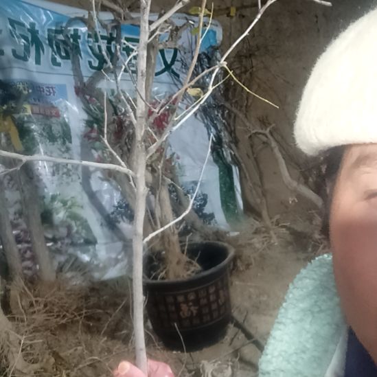 蒂***泯完全开放文冠树一颗