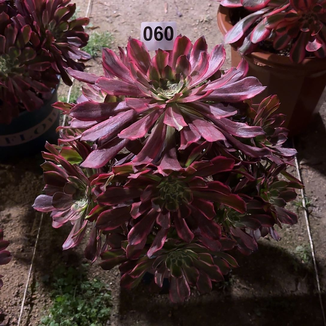 多肉法师紫浪060