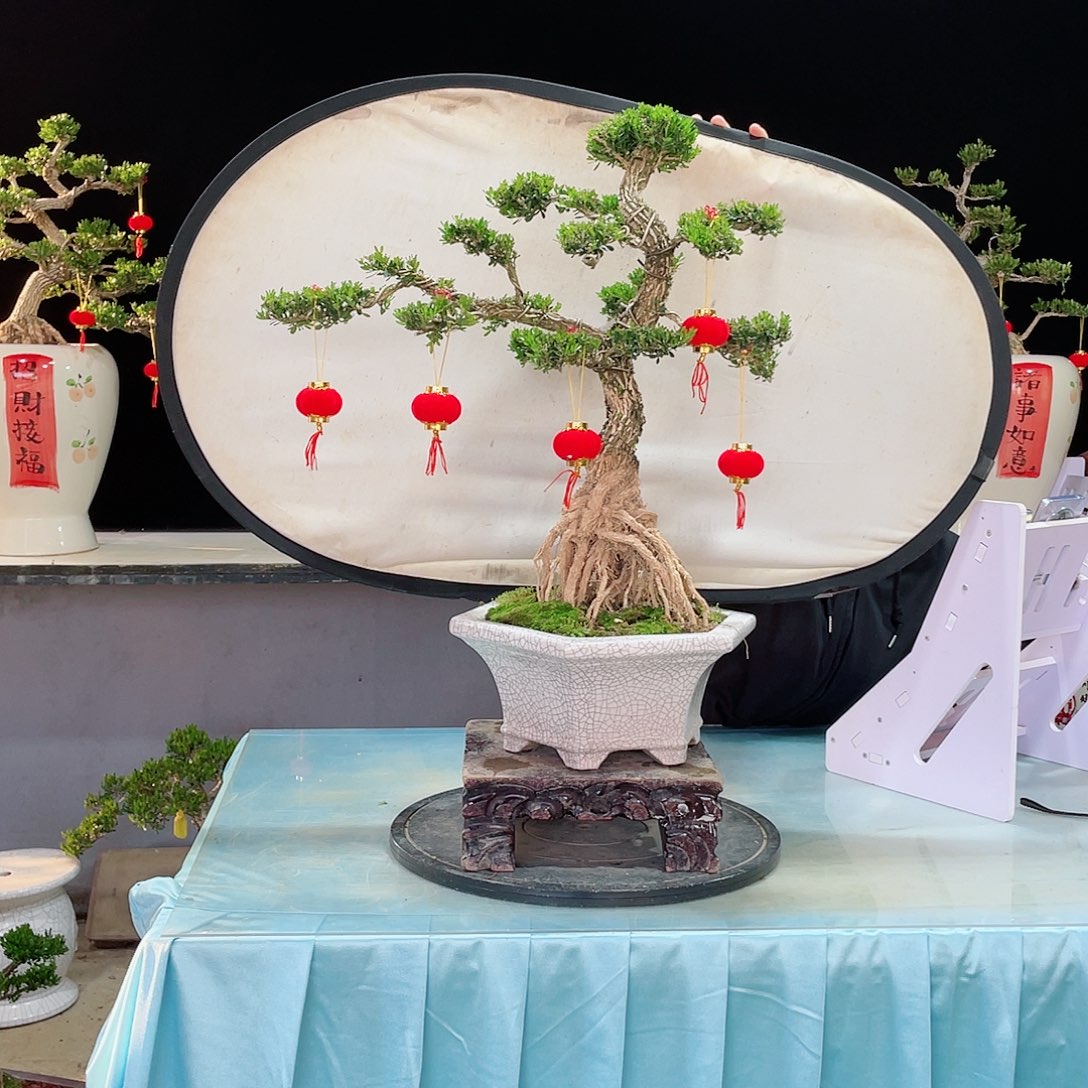 黄杨黄杨黄杨黄杨