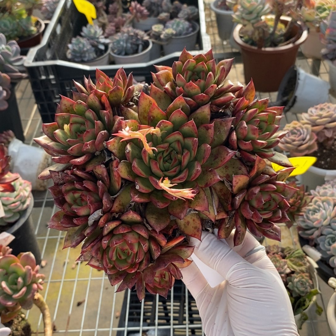 456不知名一物一拍