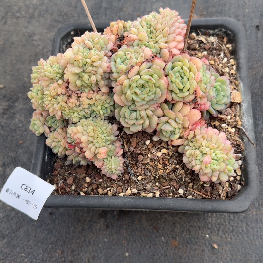 *****C834白胖子缀       