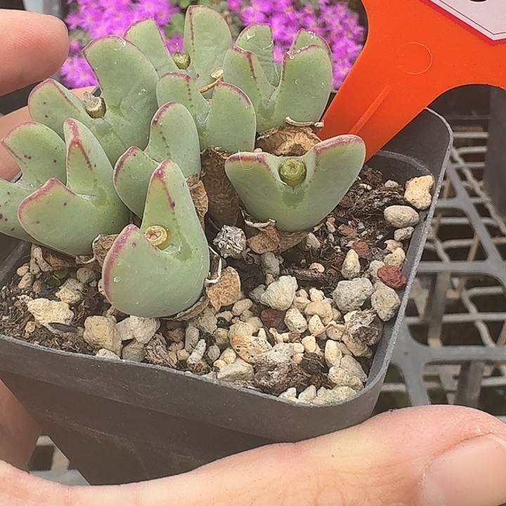 密密麻麻密密麻麻7045