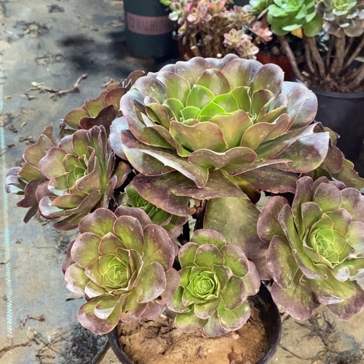 魅金玫瑰多肉植物35。