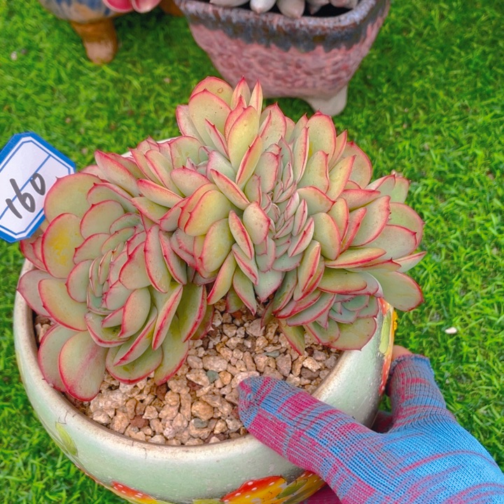 谢谢你的支持000000160