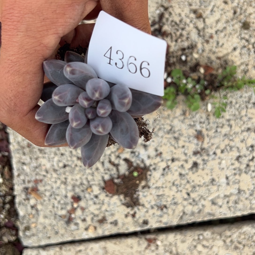 努***鹏4366肉多哦哟多么