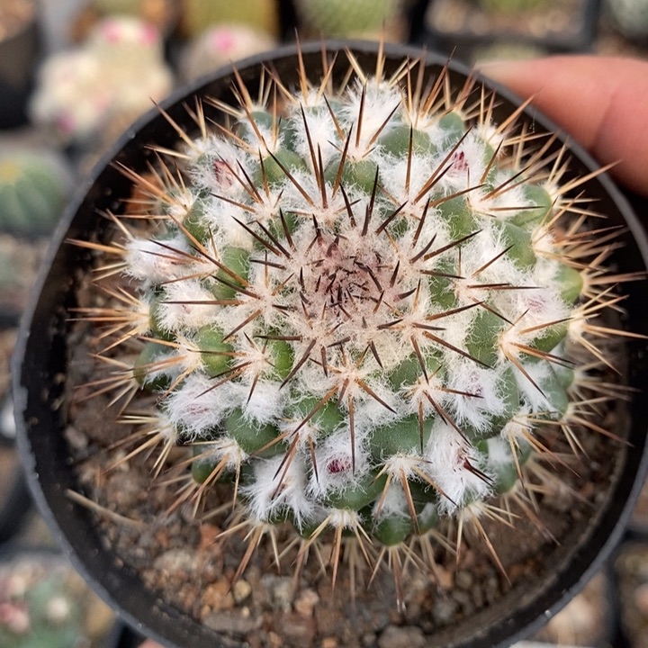 【闪购商品】茶先丸