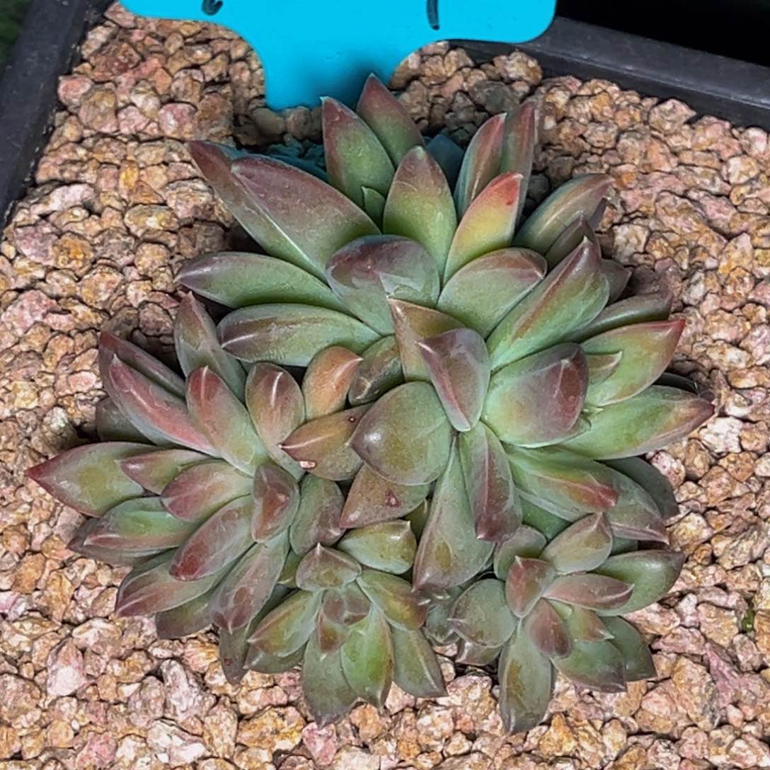 9011号晚上多肉植物群生多肉植物
