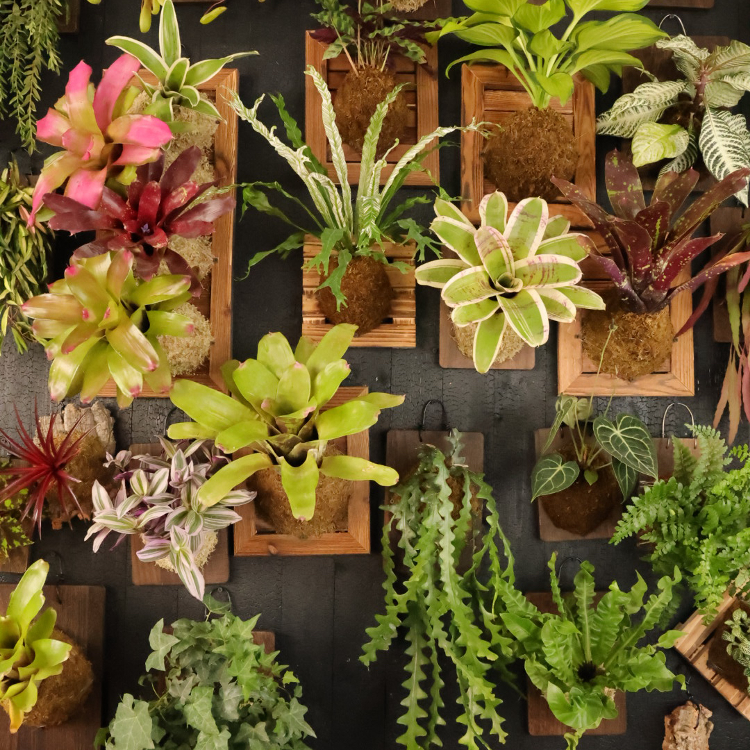 创意板植专拍积水凤梨装饰阳台苔藓球鹿角蕨室内挂墙植物墙面装饰