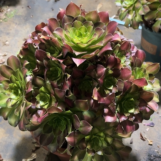 多肉植物大韶华113