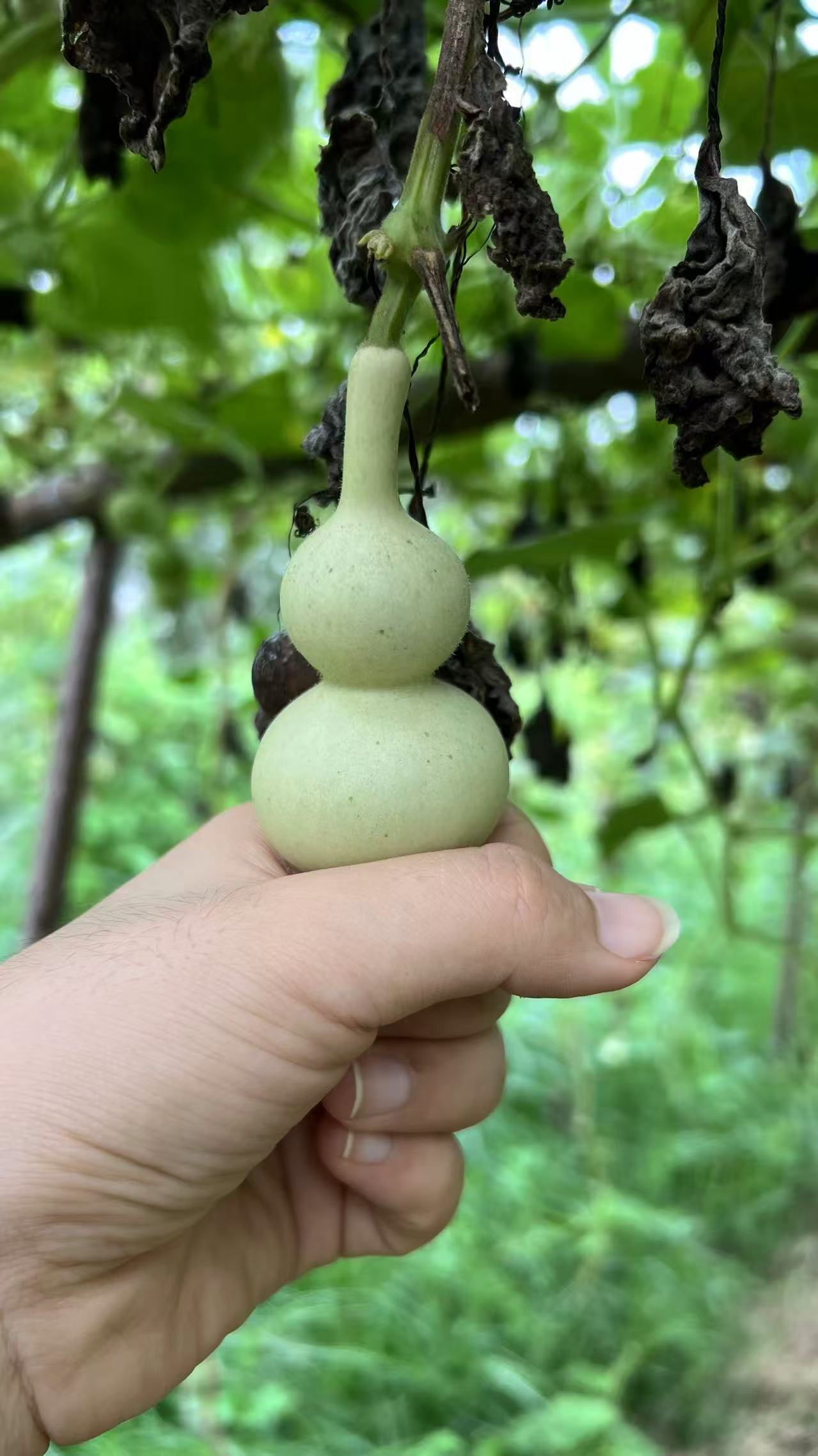 直播见葫芦专属链接 一物一拍
