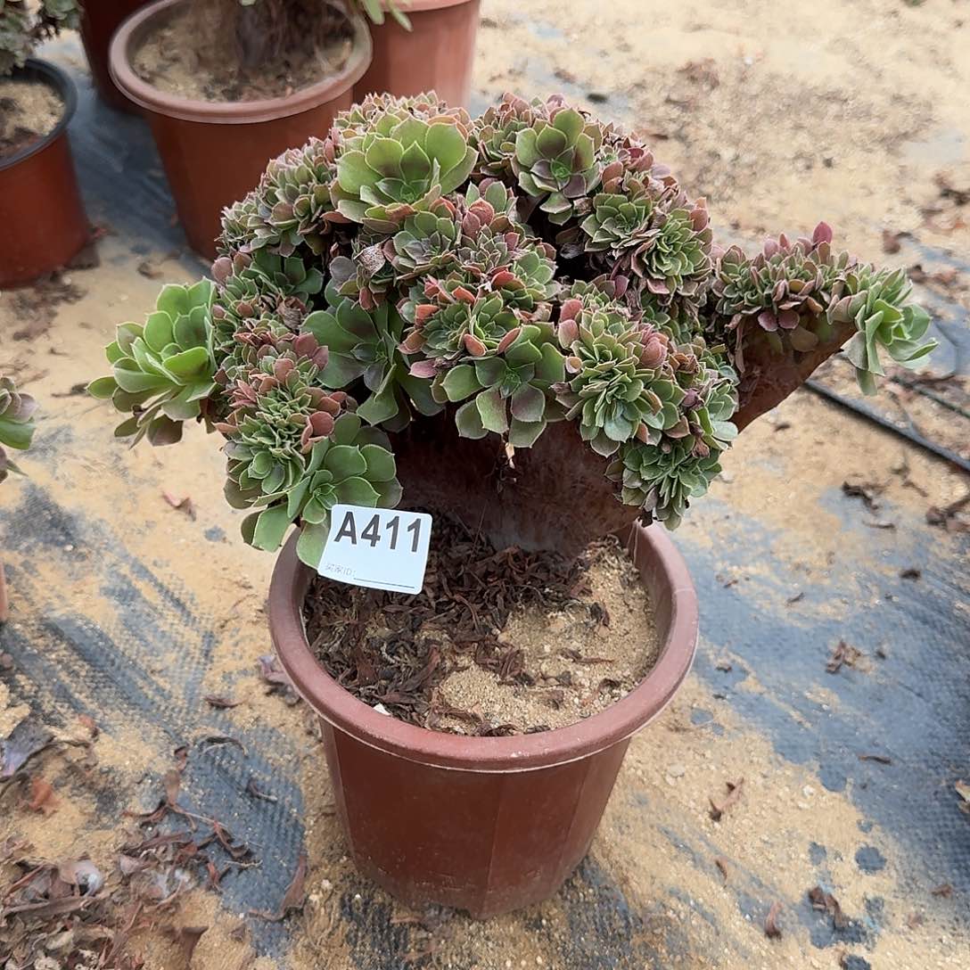 411玫瑰朵朵一颗呀呀