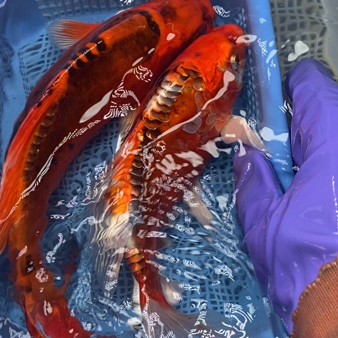 锦鲤冷水锦鲤包邮